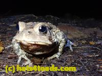 /home//u458753944/public_html/sourcegallery//////McKaig Nature Center/2020-09-27/P9270735.JPG